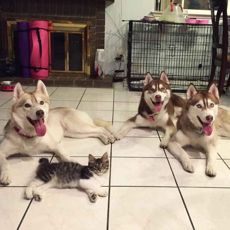 Estes 3 huskies se tornaram os melhores amigos desta gata depois de salv-la da morte 07
