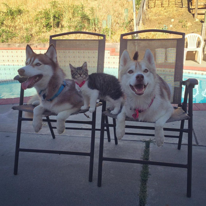 Estes 3 huskies se tornaram os melhores amigos desta gata depois de salv-la da morte 08
