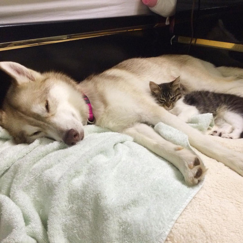 Estes 3 huskies se tornaram os melhores amigos desta gata depois de salv-la da morte 09