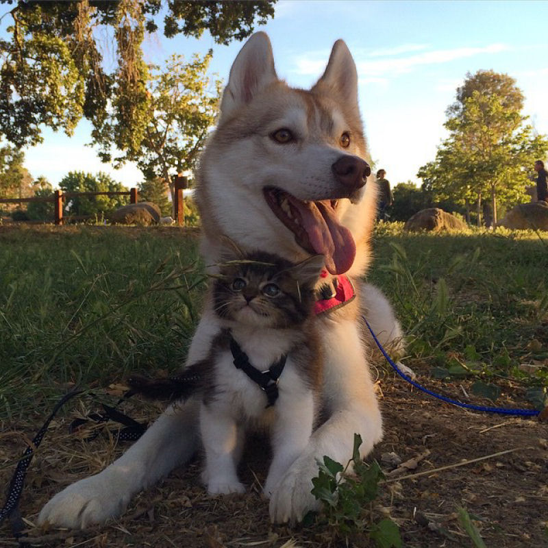 Estes 3 huskies se tornaram os melhores amigos desta gata depois de salv-la da morte 10
