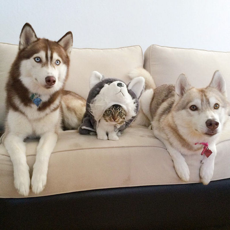 Estes 3 huskies se tornaram os melhores amigos desta gata depois de salv-la da morte 11
