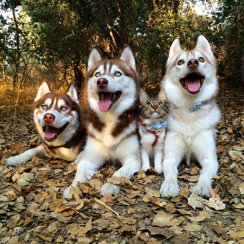 Estes 3 huskies se tornaram os melhores amigos desta gata depois de salv-la da morte 13