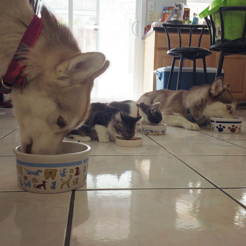 Estes 3 huskies se tornaram os melhores amigos desta gata depois de salv-la da morte 14