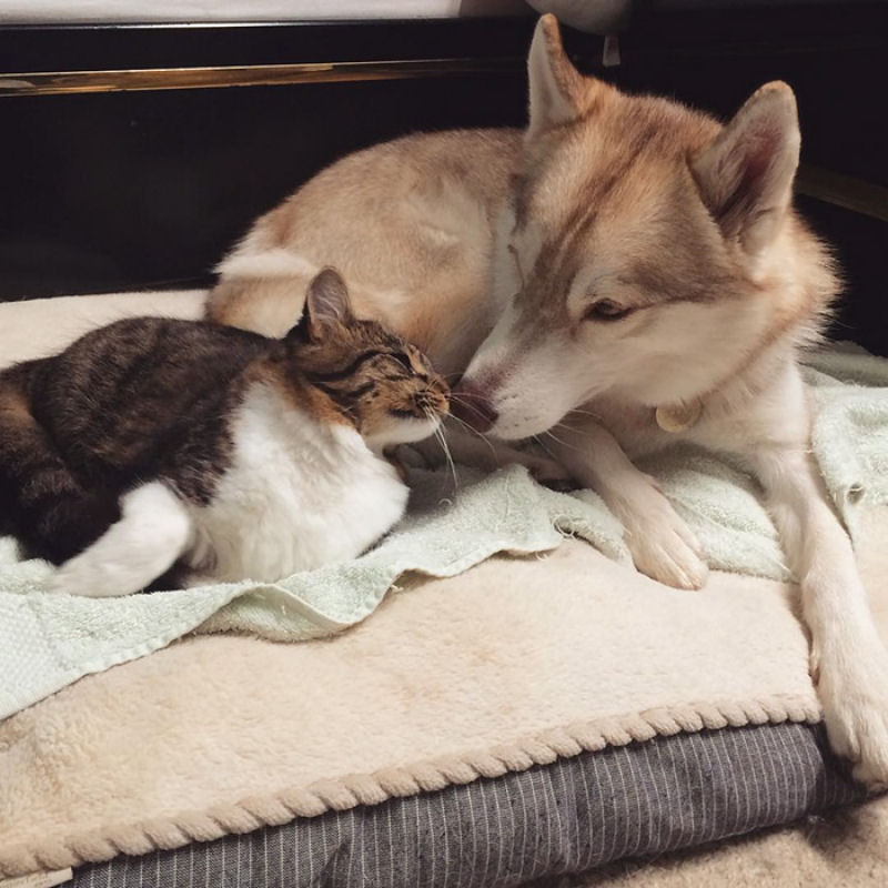 Estes 3 huskies se tornaram os melhores amigos desta gata depois de salv-la da morte 15