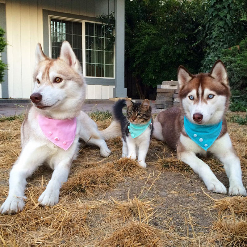 Estes 3 huskies se tornaram os melhores amigos desta gata depois de salv-la da morte 16