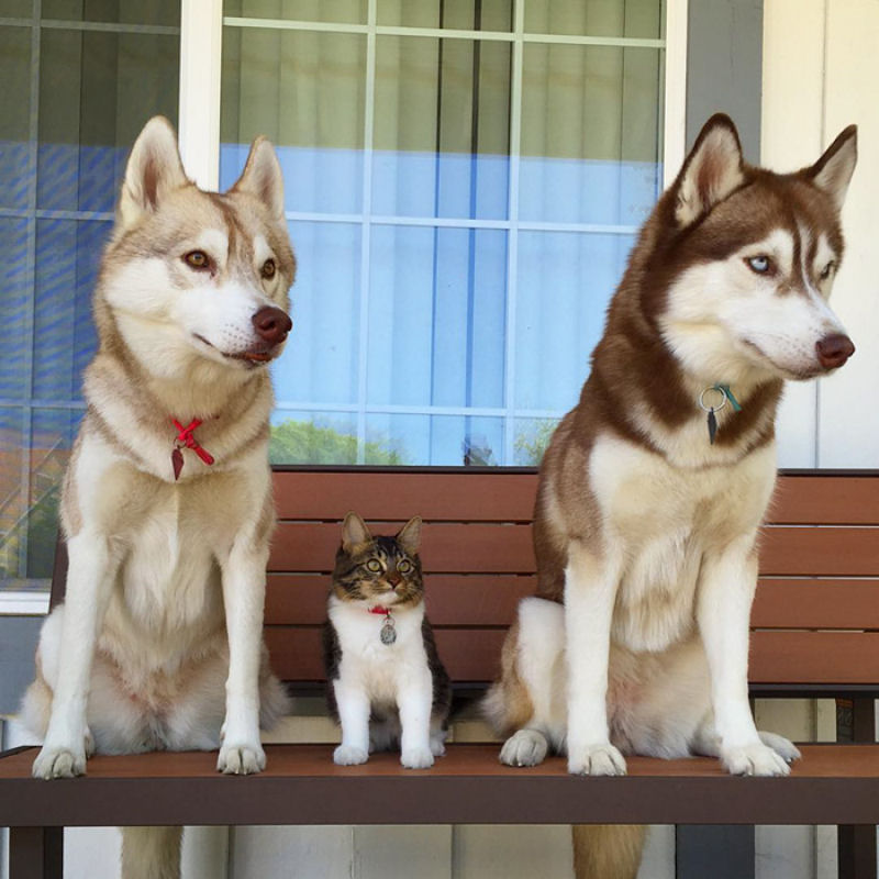 Estes 3 huskies se tornaram os melhores amigos desta gata depois de salv-la da morte 19