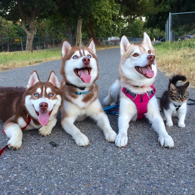 Estes 3 huskies se tornaram os melhores amigos desta gata depois de salv-la da morte 21