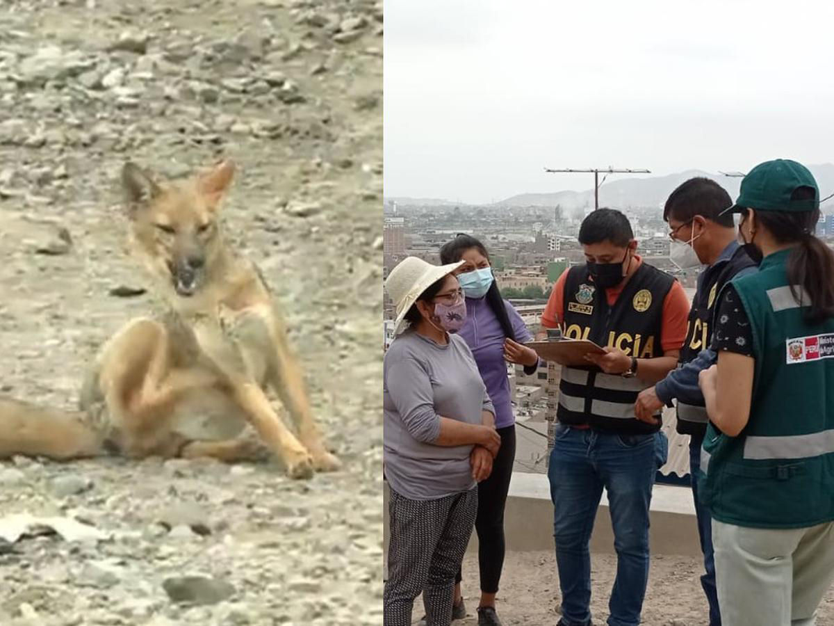 Jovem peruano comprou um 'cão' e meses depois... descobriu que é uma raposa