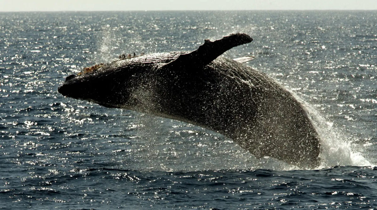 Por que as baleias-jubarte saltam para fora da água?