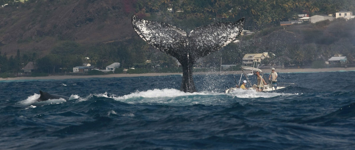 Por que as baleias-jubarte saltam para fora da água?