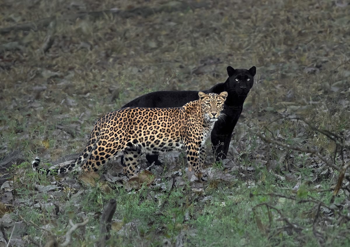 Uma rara pantera-negra faz sombra ao seu companheiro leopardo em uma foto incrvel