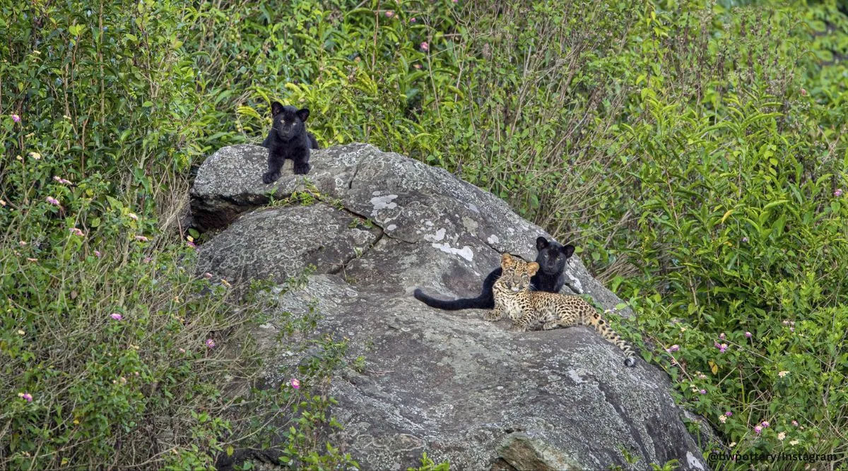 Uma rara pantera negra faz sombra ao seu companheiro leopardo em uma foto incrvel