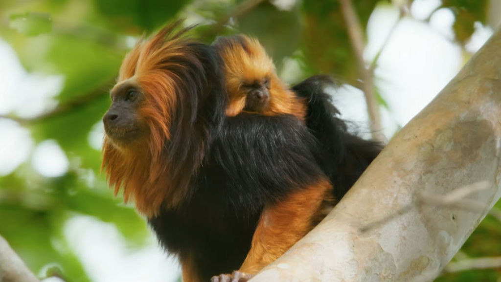 O que os micos fazem quando uma jaguatirica sobe em sua árvore?