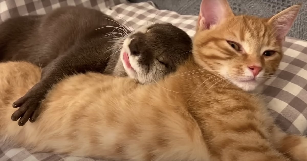 Adorvel beb lontra tem que abraar sua amigo gato laranja para tirar uma soneca
