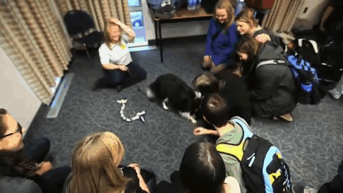 Uma universidade cria uma sala com cãezinhos para ajudar os estudantes estressados 03