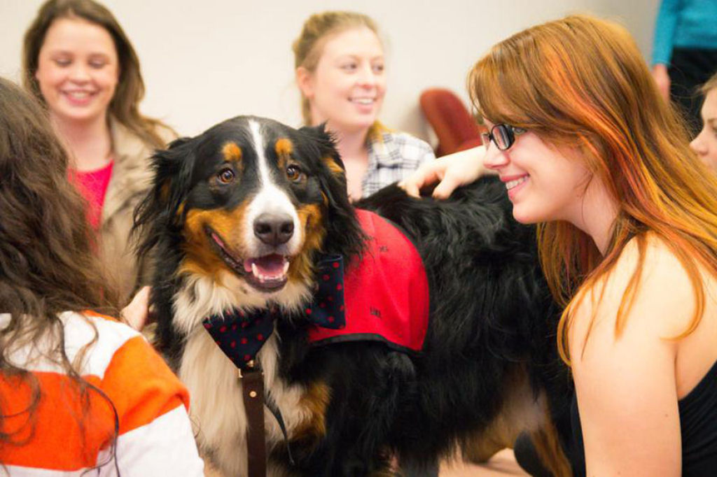 Uma universidade cria uma sala com cãezinhos para ajudar os estudantes estressados 06