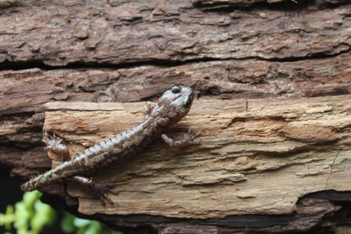 Salamandras-errantes saltam de algumas das rvores mais altas do mundo