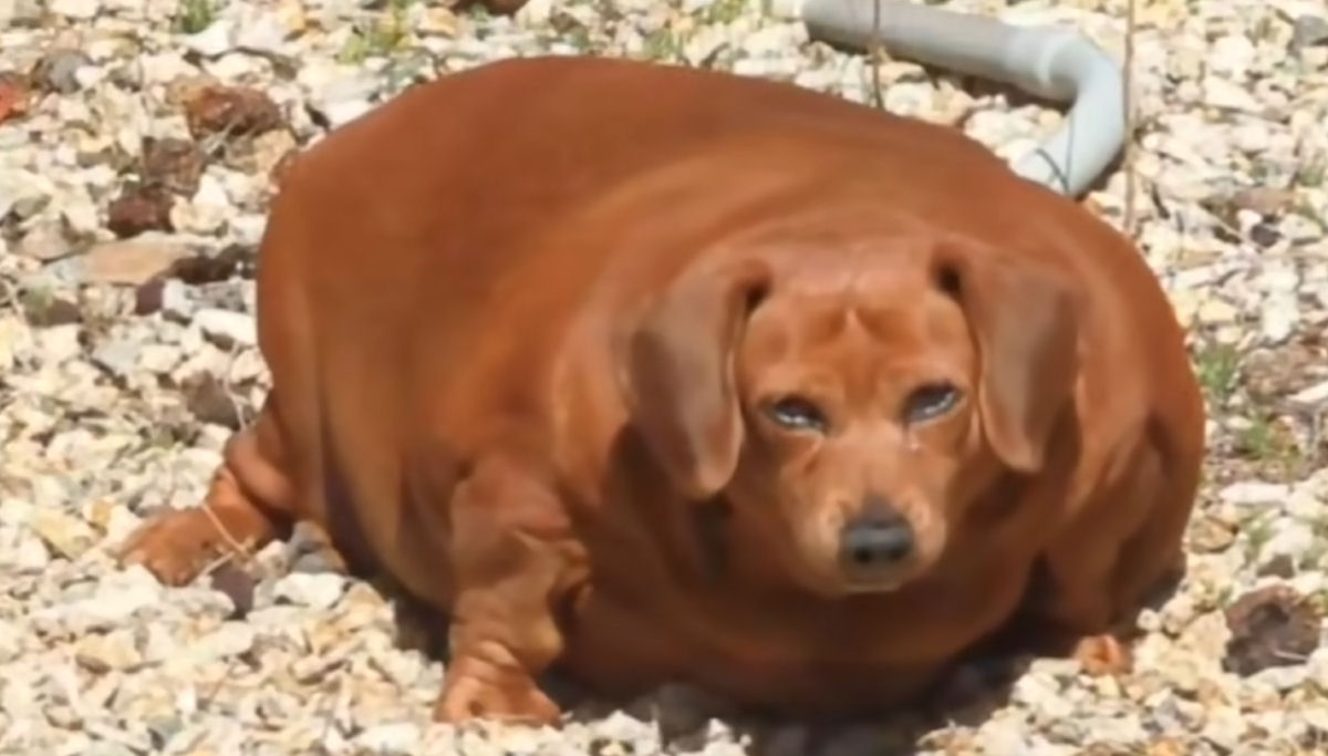 Cuidadora adota dachshund obesa de paciente com problemas de memória para ajudá-la a perder peso