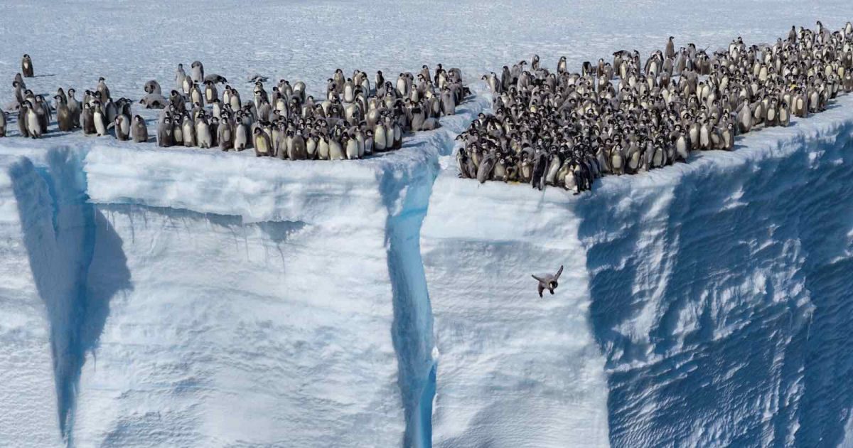 Bebs pinguins saltam de um penhasco de 15 metros em filmagem de drone indita