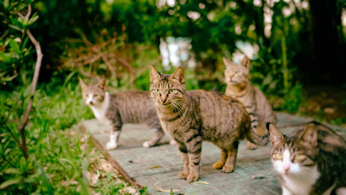 Santurio havaiano oferece lar seguro para 660 gatos de rua enquanto protege as aves locais