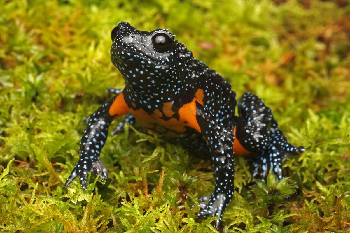 Este sapo � t�o fotog�nico que agora est� � beira da extin��o