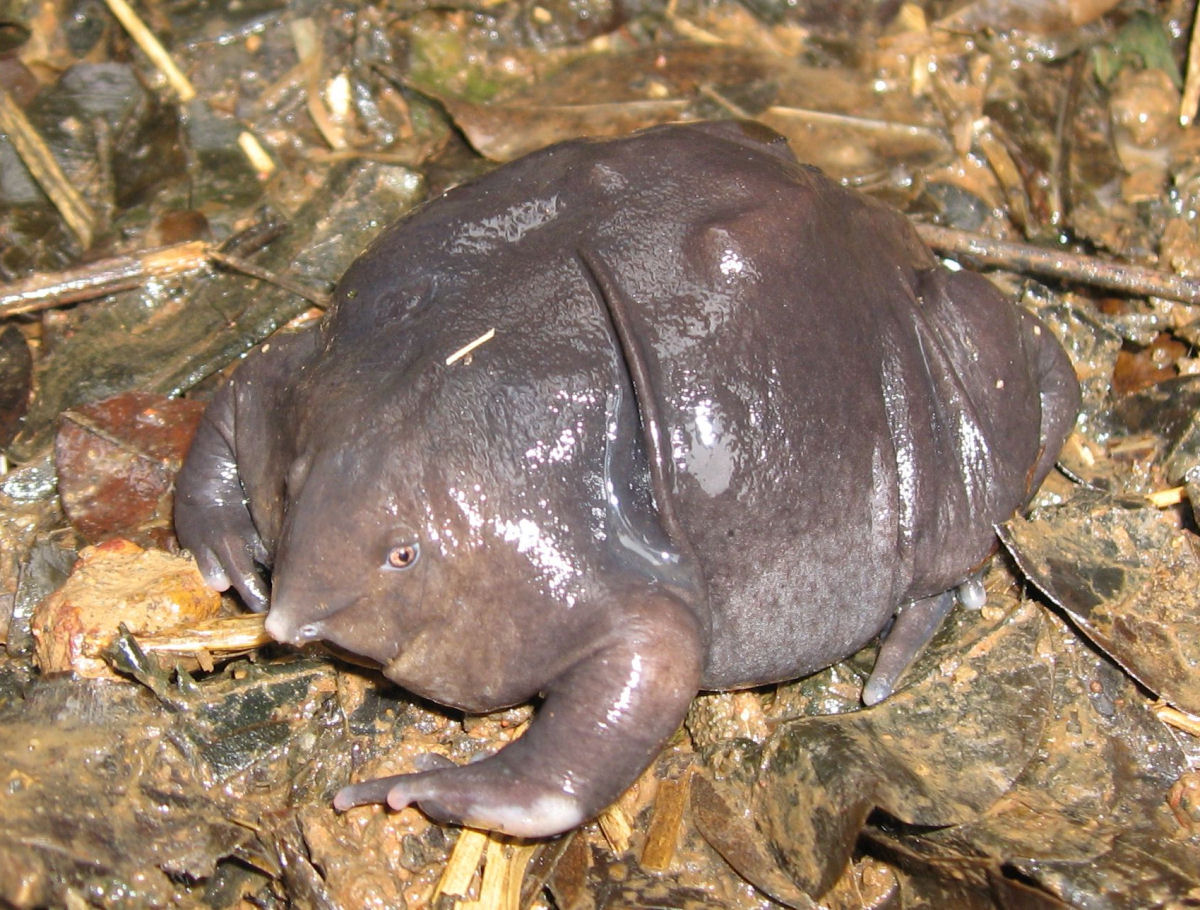 O sapo mais feio do mundo coexistiu com os dinossauros