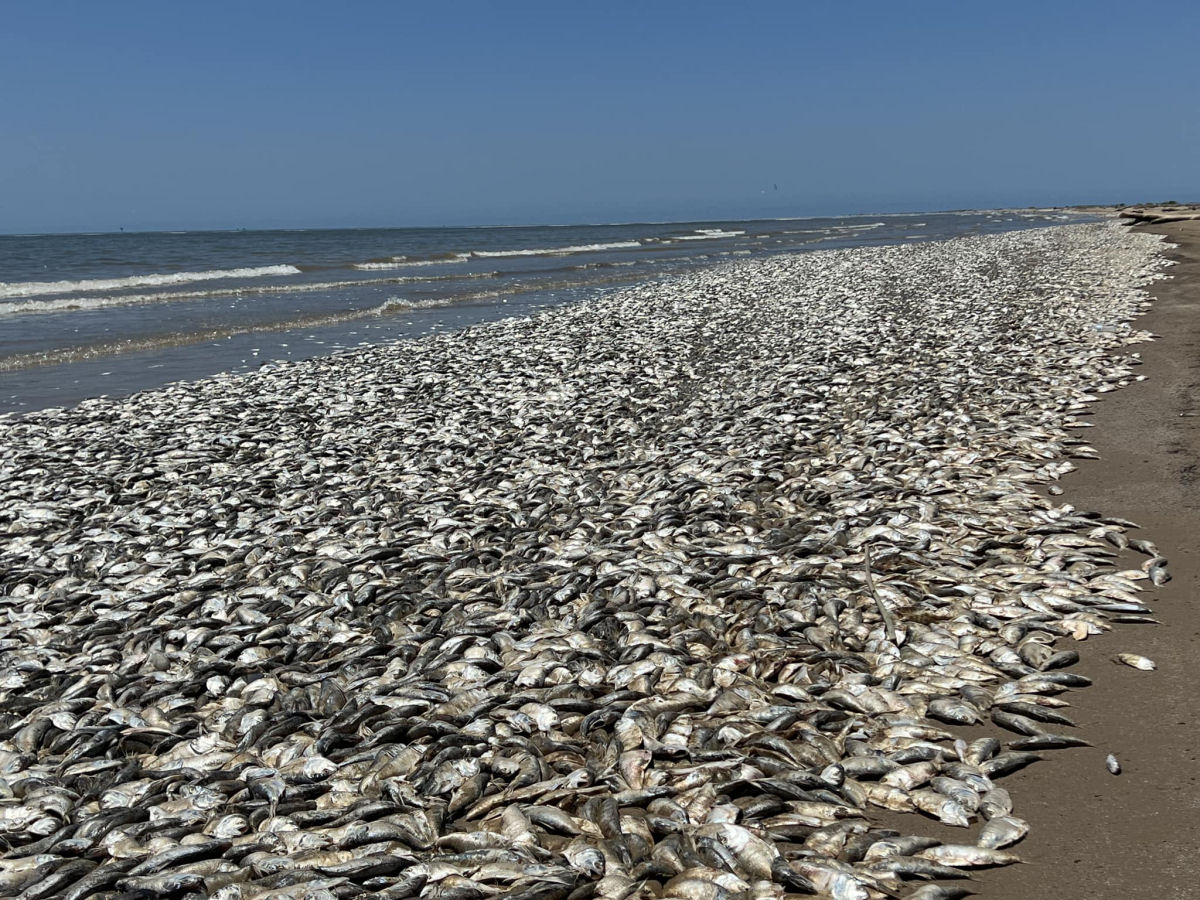 Por que milhares de peixes mortos deram  costa no Texas, ns EUA