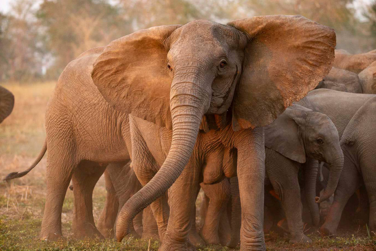 Sabia que as elefantas adultas tm dois seios localizados entre as patas dianteiras?