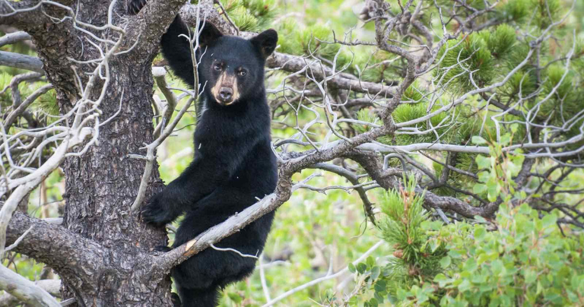 Seis pessoas sem-noo pegam filhotes de urso da rvore para tirar selfies com eles