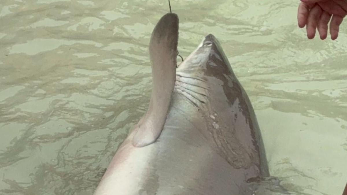 Tubaro  rebocado  terra para que turistas possam tirar selfies com ele