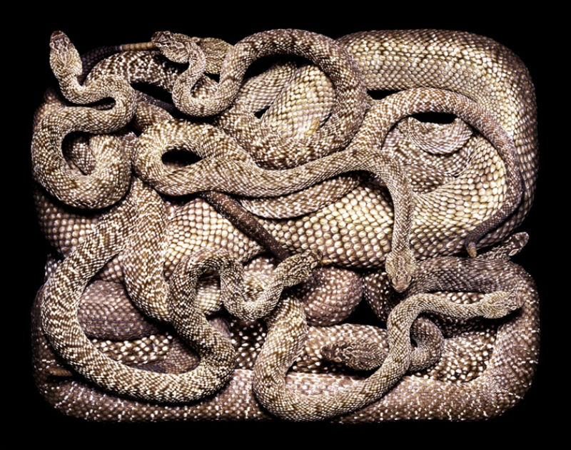 Serpentes, a srie 14