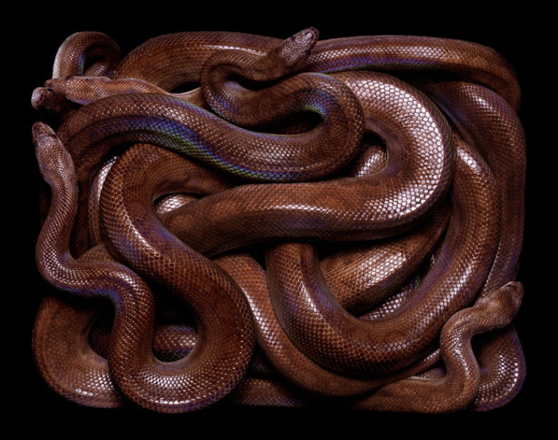 Serpentes, a srie 21