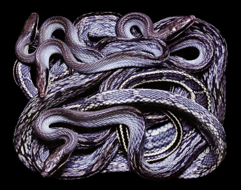 Serpentes, a srie 31