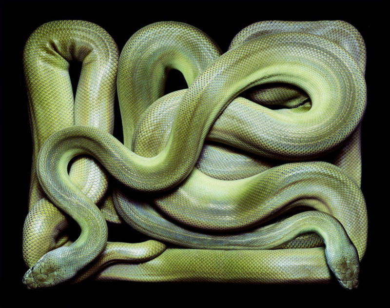Serpentes, a srie 32