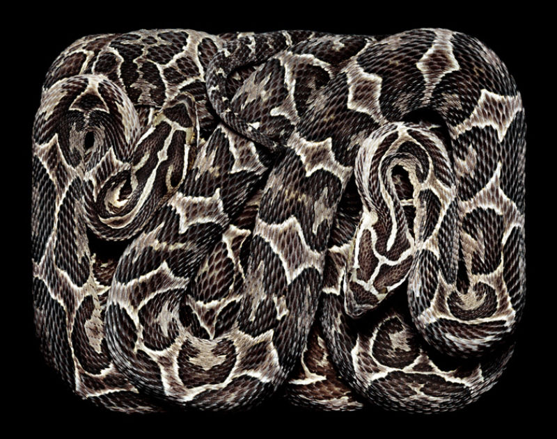 Serpentes, a srie 35