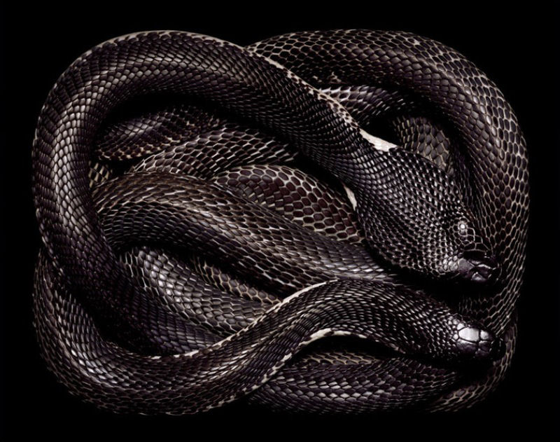 Serpentes, a srie 39