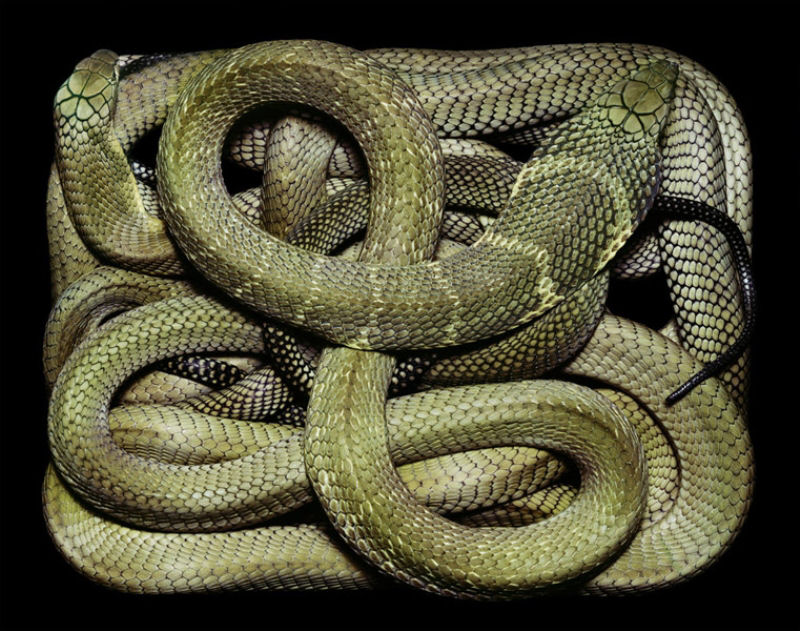Serpentes, a srie 42