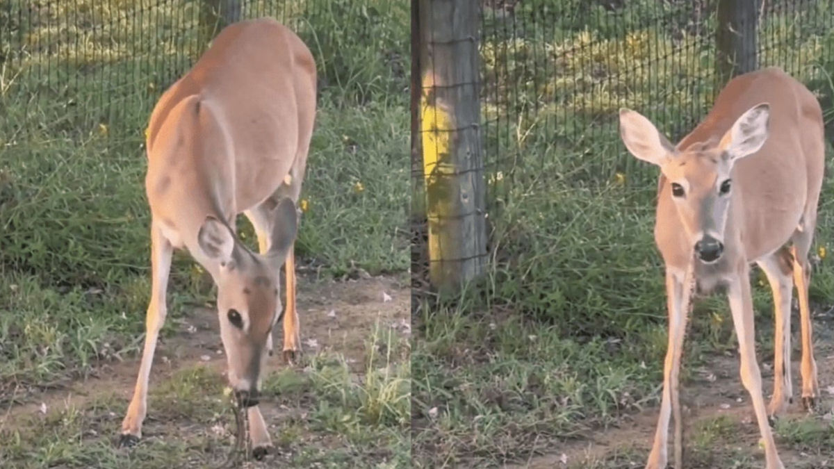 A Natureza  selvagem: vdeo viral mostra cervo comendo uma cobra