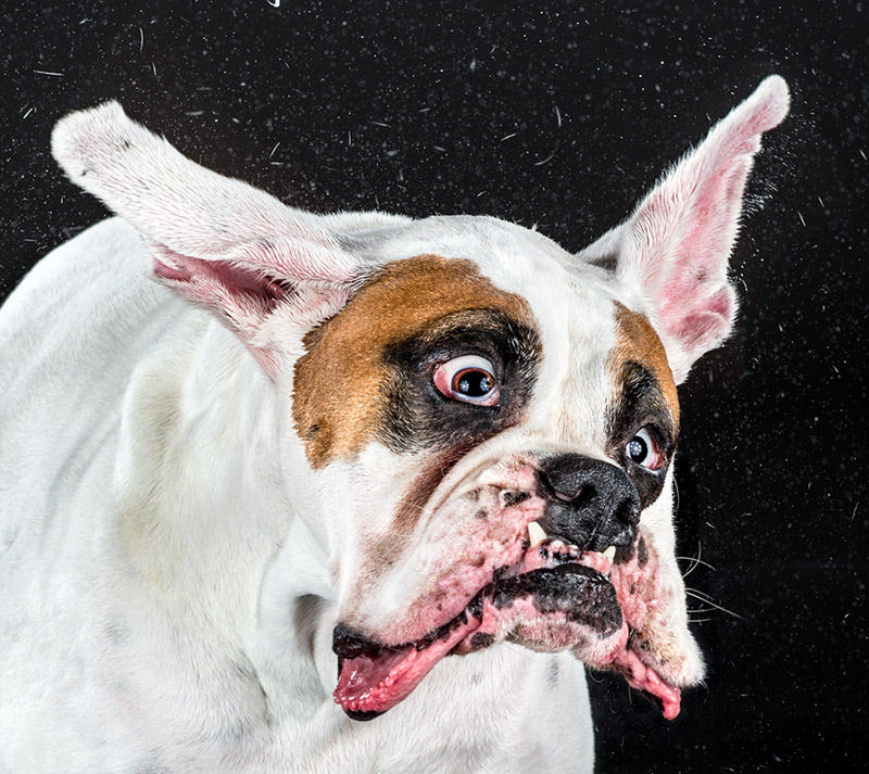 Shake: hilariantes vídeo de alta velocidade de cães sacudindo o esqueleto