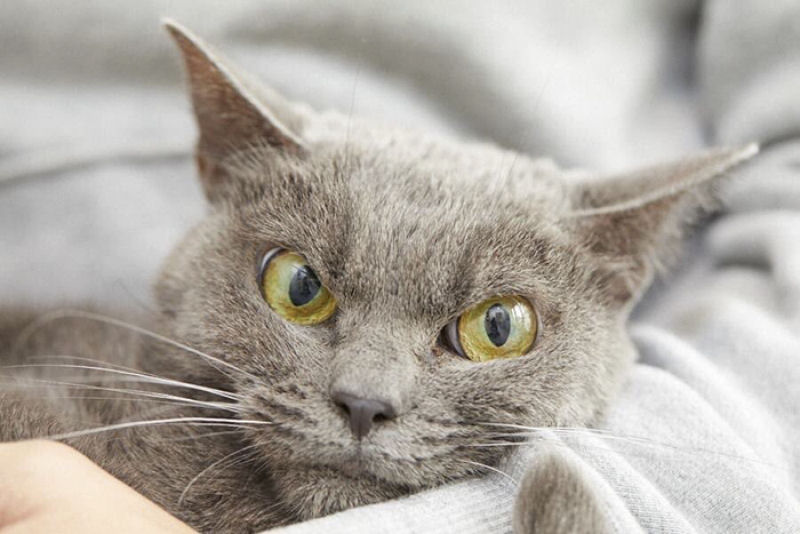 A nova gata mal-humorada aguarda adoção em um abrigo de animais por mais de um ano 01
