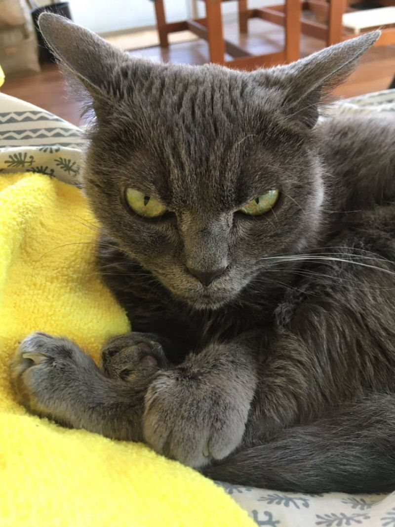A nova gata mal-humorada aguarda adoção em um abrigo de animais por mais de um ano 14