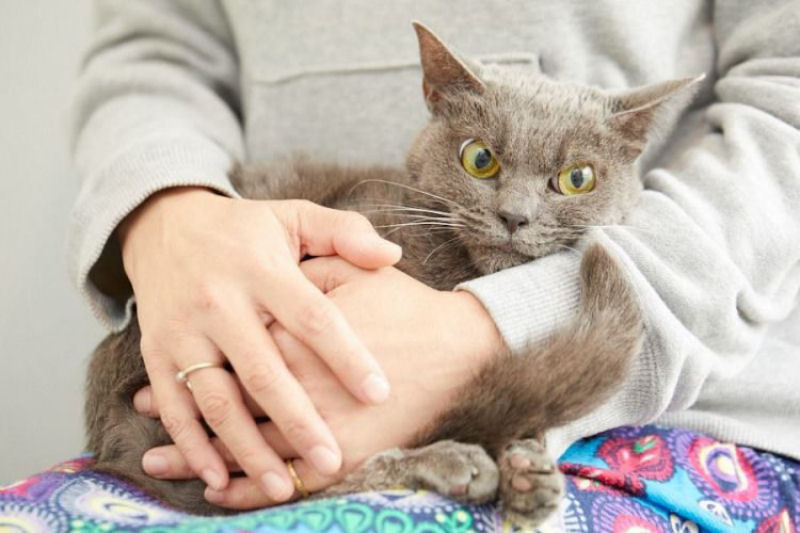 A nova gata mal-humorada aguarda adoção em um abrigo de animais por mais de um ano 15