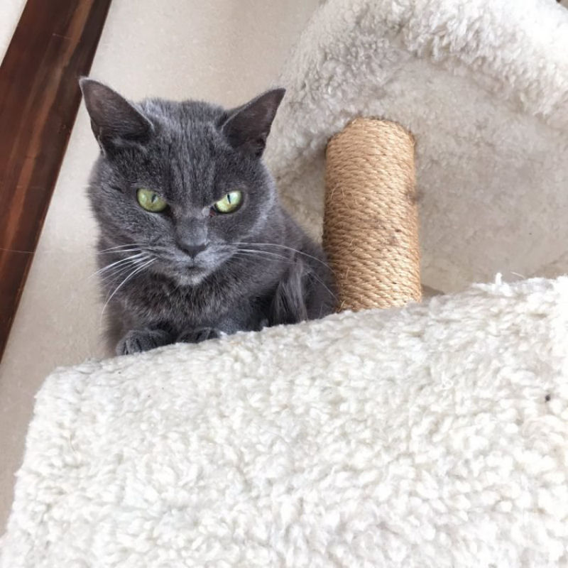 A nova gata mal-humorada aguarda adoção em um abrigo de animais por mais de um ano 16