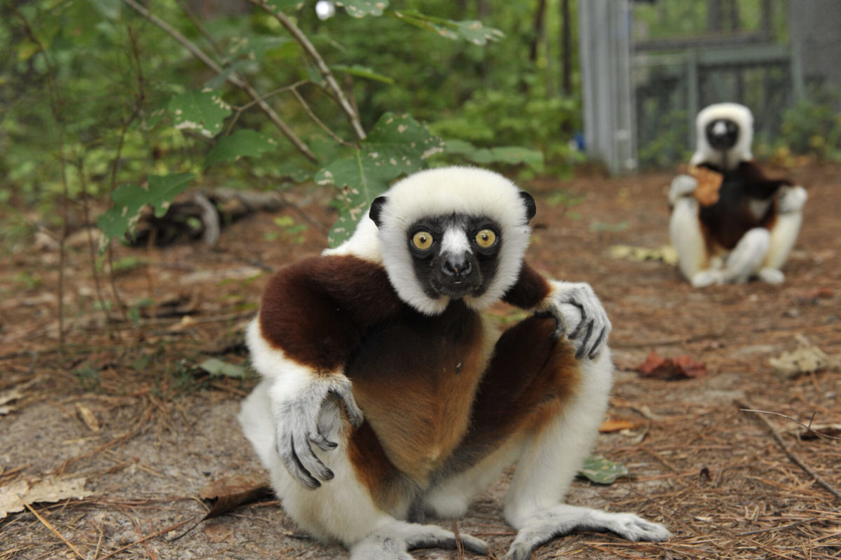 Cientistas temem que menor primata do mundo esteja em perigo de extino
