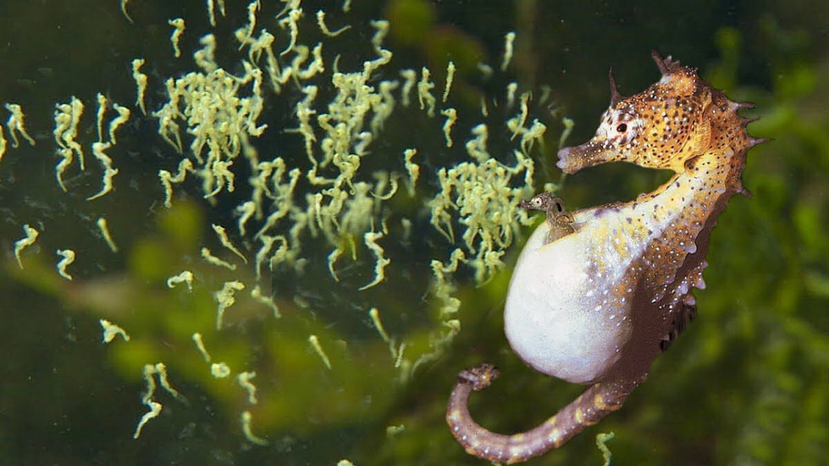 Ameaçado de extinção, cavalo marinho macho dá à luz cem filhotes; assista –  Vírgula