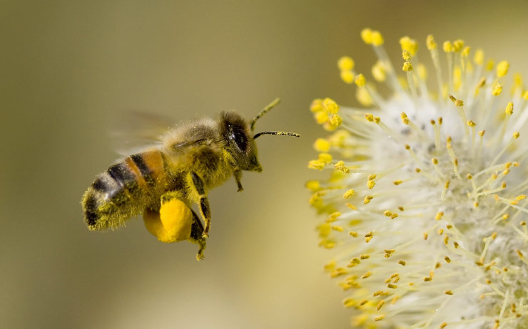 Singularidades extraordinárias de animais ordinários: a abelha
