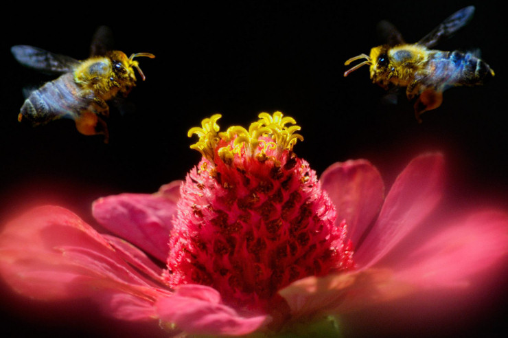Singularidades extraordinárias de animais ordinários: a abelha