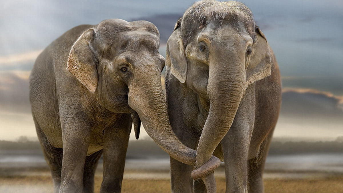 Singularidades extraordinrias de animais extraordinrios: O Elefante