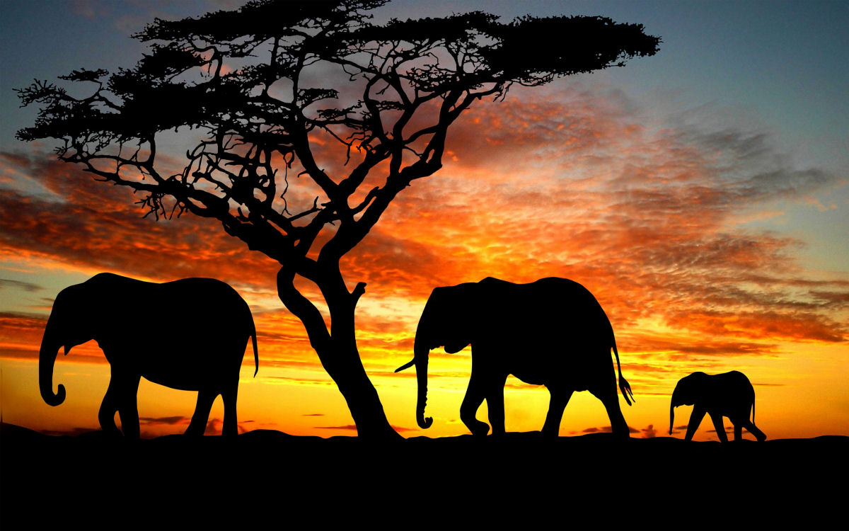 Singularidades extraordinrias de animais extraordinrios: O Elefante