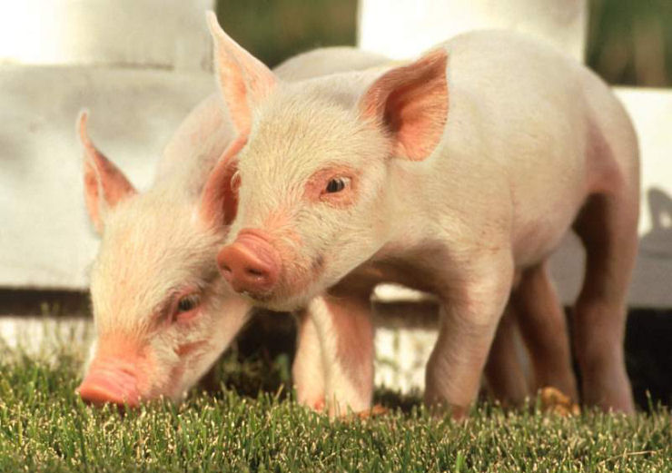 Singularidades extraordinrias de animais ordinrios: o porco